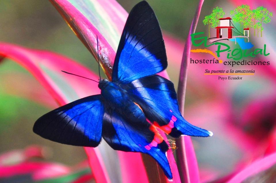 Hosteria Finca El Pigual Пуйо Экстерьер фото